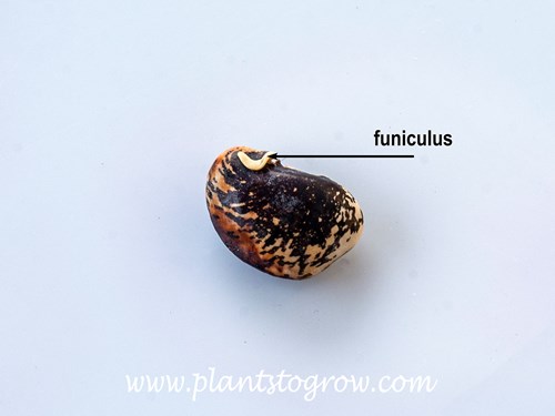 A funiculus on a seed from 'Painted Lady' Runner Bean (Phaseolus coccineus)